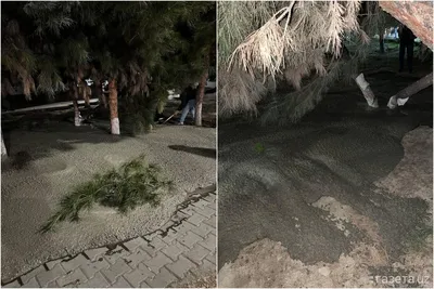 Деревья, на которые два раза покушались, залили бетоном – Новости  Узбекистана – Газета.uz