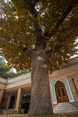 Вековые деревья Узбекистана