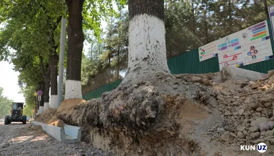 Проект дороги не затронул деревья, а только их корни. Репортаж из  Чиланзарского района столицы