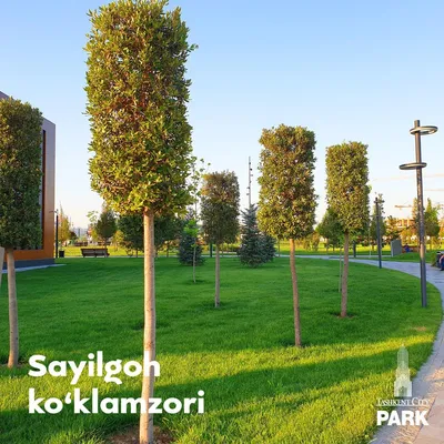 В парке Tashkent City высажены уникальные для нашего региона хвойные  деревья и кустарники - Народное слово