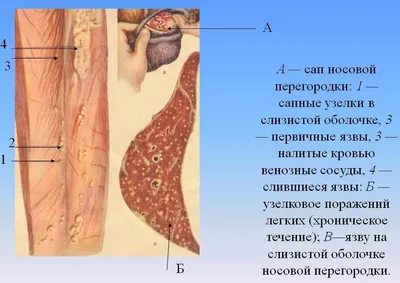 MaximaVet | Gorki Sukharevskiye