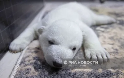 Детеныши белого медведя в сафари-парке Геленджика | РИА Новости Медиабанк