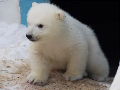 Детеныш белого медведя, Ursus maritimus, 3 месяца, на белом фоне сидит белый  шарик, Артикул: 11718791 | Полярные медвежата, Белые медведи, Полярный  медведь