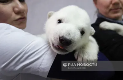 Детеныш белого медведя в гамбургском зоопарке Хагенбек - девочка