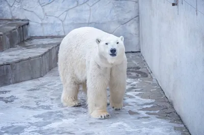 Формирование и сохранение искусственной популяции Белого Медведя (Ursus  maritimus)