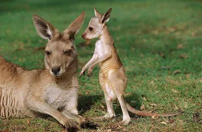 Детеныш кенгуру фото