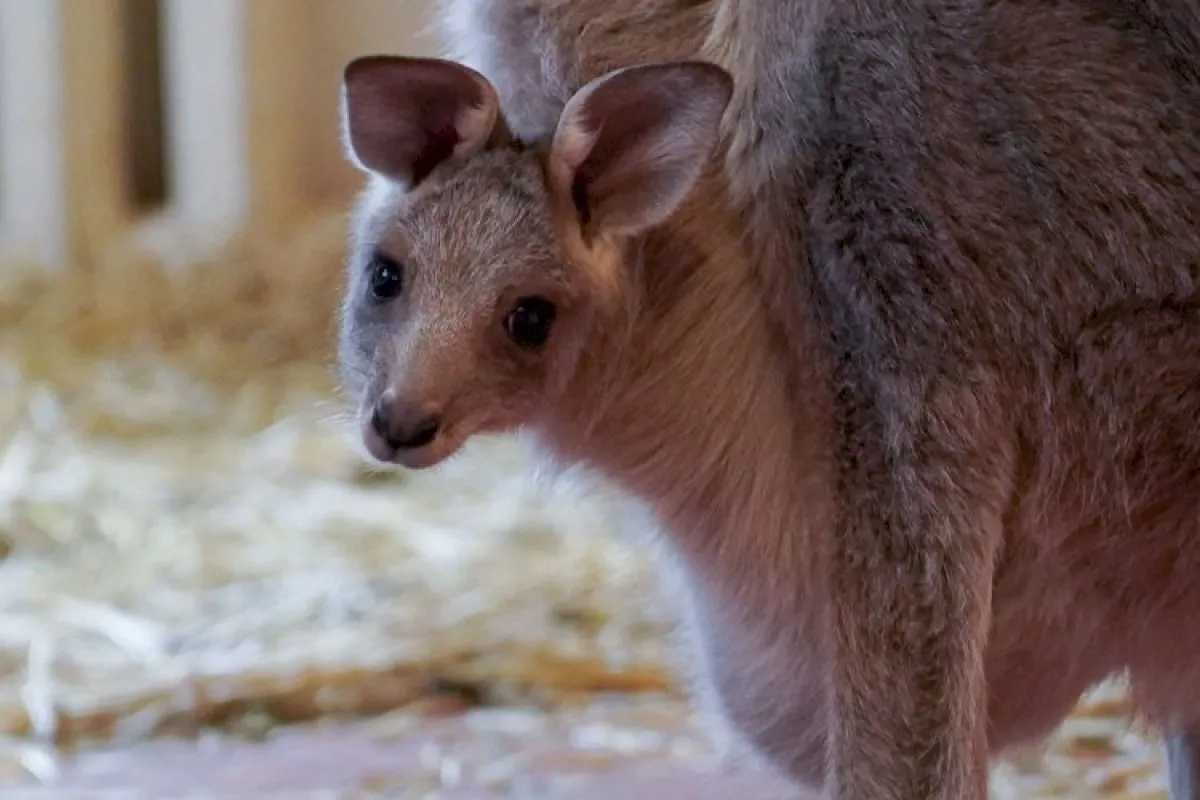 Кенгуру с детенышем. Новорожденные кенгуру. Новорожденный Кенгуренок. Детеныши кенгуру Новорожденные. Рождение кенгуру