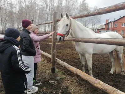 Детский пони-спорт в Уфе - опытные инструктора, лучшие лошади, низкая цена,  онлайн запись!