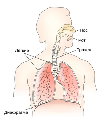 Диафрагма (анатомия) — Википедия