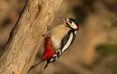 Обои птицы, дятел, woodpecker, пёстрый дятел картинки на рабочий стол,  раздел животные - скачать