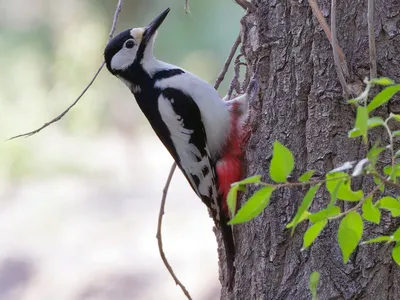 Белокрылый дятел - eBird