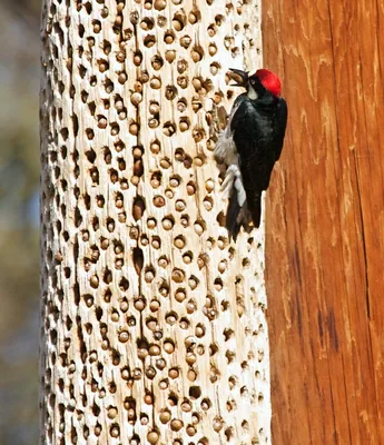 Желудевый дятел (лат. Melanerpes formicivorus)