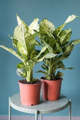 Диффенбахия пятнистая (Dieffenbachia Mars) 65 см по выгодной цене в Минске,  купить Декоративно-лиственные растения с доставкой в интернет-магазине  Cvetok.by