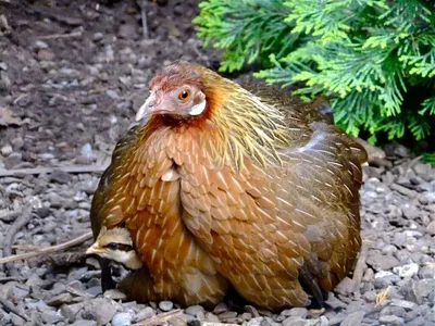 Дикая курица: виды, описание, характеристики и одомашнивание