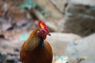 Банкивская курица: Предок наших деревенских Рябушек живёт и здравствует до  сих пор! Как знакомая птица существует в природе? | Пикабу