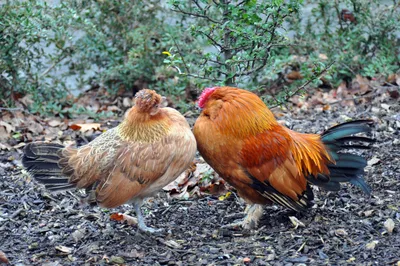 Дикая курица с белым цыпленоком в лесе на острове Оаху Стоковое Изображение  - изображение насчитывающей лето, америка: 122564705