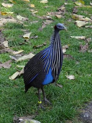 картинки : Дикая природа, клюв, сад, курица, Домашняя птица, Фауна, петух,  Galliformes, Позвоночный, Phasianidae, Нижестоящий суд, Курица-брабант,  Бельгийский бассейн, Пулетка 3216x2136 - - 835710 - красивые картинки -  PxHere