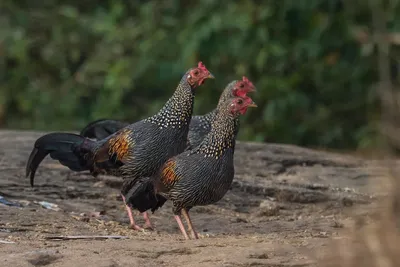 Негативные последствия скрещивания домашних куриц с дикими