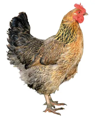 Огромная и порочная дикая курица, защищая ее птенцов от голубя в  голландском парке Стоковое Изображение - изображение насчитывающей  побережье, защитите: 214196403