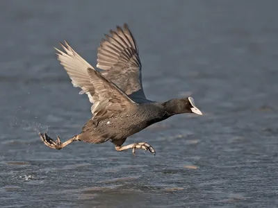 Лысуха (Fulica atra) - «На веселых на лысят быть похожими хотят..» | отзывы