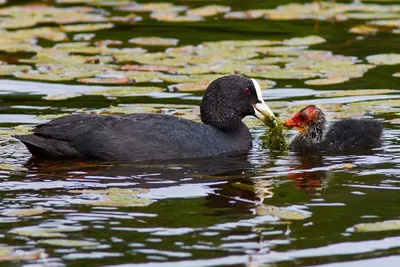 Лысуха (Fulica atra) - «На веселых на лысят быть похожими хотят..» | отзывы