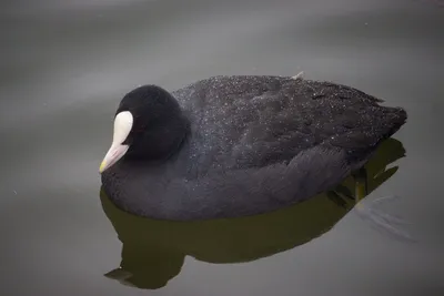 Лысуха (Fulica atra) - «На веселых на лысят быть похожими хотят..» | отзывы