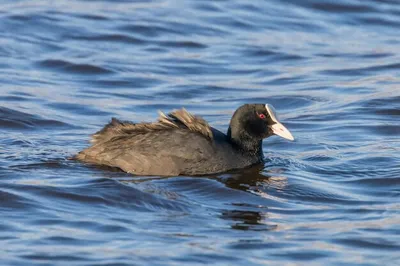 Лысуха плавание (fulica atra) крупный план евразийская лысуха | Премиум Фото