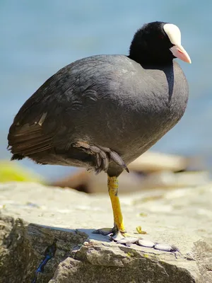 Лысуха для плавания (fulica atra) крупным планом евразийская лысуха |  Премиум Фото