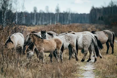 Вольное племя: дикие лошади, живущие у воды | Журнал \"Баку\" | Дзен