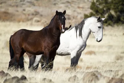 Пин от пользователя Christa Gettys на доске Horses-Mustangs: 1 Help keep  them wild and free | Мустанг, Дикие лошади, Дикие лошади мустанги