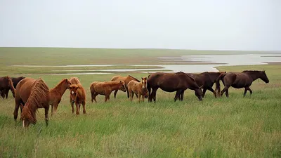 Мустанги в Налибокской пуще. Фоторепортаж