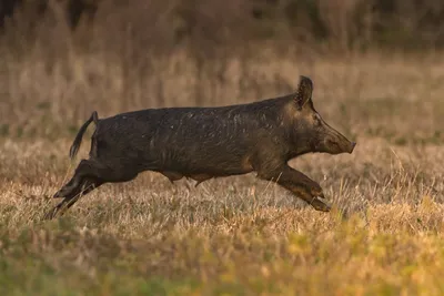 Кабан, Также Дикие Свиньи, Sus Scrofa, 15 Лет, Портрет Постоянного Белом  Фоне Фотография, картинки, изображения и сток-фотография без роялти. Image  14275402