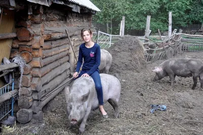 Огромные дикие свиньи, которых трудно увидеть в природе | Жизнь Земли | Дзен