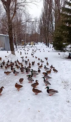 Москва и ее утки