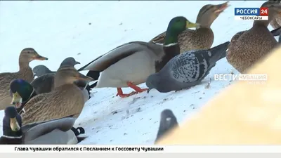 Жители Любытинского района сумели \"высидеть\" яйца дикой утки и теперь  воспитывают пушистых сироток - 53 Новости