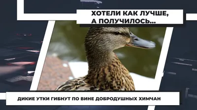 В Чебоксарах дикие утки появились на остановках и подражают голубям -  Чебоксары