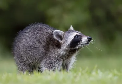 Енот-полоскун -Raccoon. Photographer Etkind Elizabeth