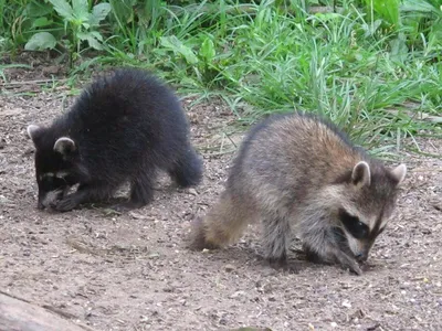 Енот-полоскун -Raccoon. Photographer Etkind Elizabeth