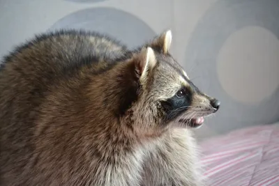 Енот-полоскун -Raccoon. Фотограф Etkind Elizabeth