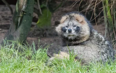 Домашний бандит». Енот в квартире. | ZOO CHANNEL | Дзен