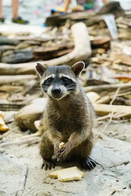 Raccoon - Енот-полоскун. Фотограф Etkind Elizabeth