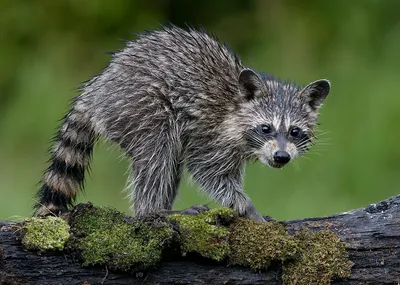 Енот-полоскун -Raccoon. Photographer Etkind Elizabeth