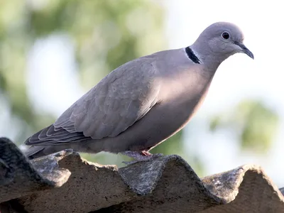 Дикий голубь кольчатая горлица | Feral pigeon collared dove - YouTube