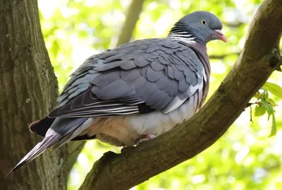 Дикие голуби: вяхирь. Wild doves: wood pigeon. - YouTube