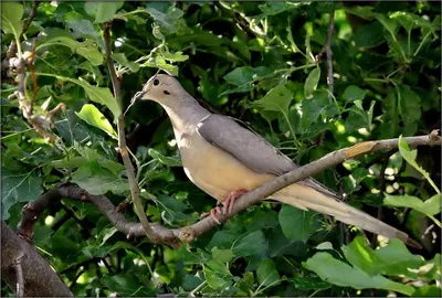 Дикий голубь, или spilopelia chinensis, или голубь с жемчужной шеей, или  пятнистая горлица | Премиум Фото