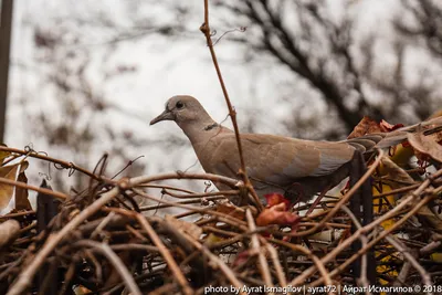 PHOTOS/aves/13 COLUMBIFORMES COLUMBIDAE Streptopelia  decaocto/nest190505-4_Streptopelia_decaocto_2019_0505_1549-2