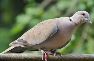 Laughing dove - YouTube