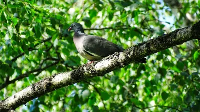 Вяхирь (Columba Palumbus) Является Крупный Вид В Голубь И Голубиной Семьи.  Фотография, картинки, изображения и сток-фотография без роялти. Image  48926699