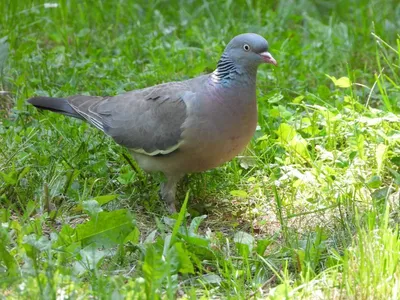 Вяхирь, или Витютень (лат. Columba palumbus) | Пикабу