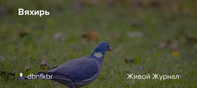 Три породы диких лесных голубей | Изелин | Дзен